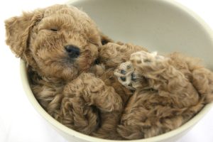 Are You Embarrassed By Your Teddy Bear Dog Skills? 
