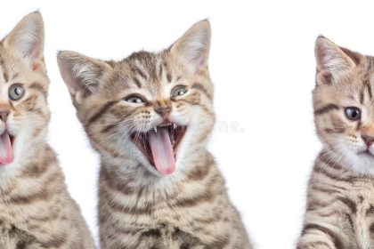 Are You Embarrassed By Your Funny Cat Videos Skills?