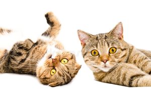 Brown Cats