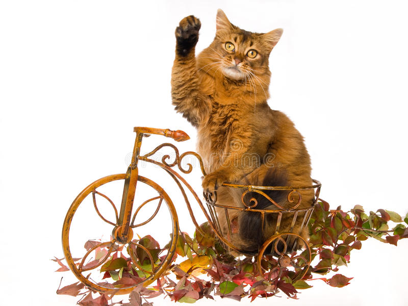 Brown Cats