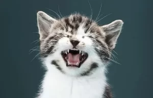Cat Meowing