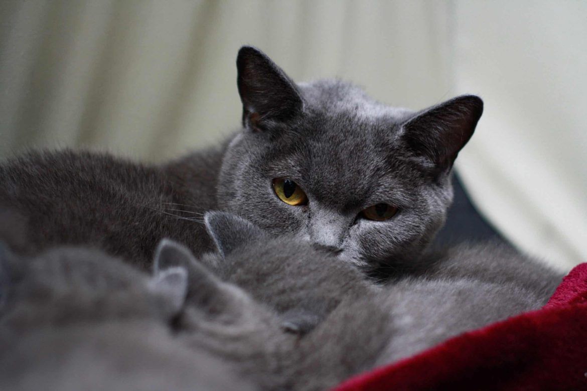 grey cats breeds